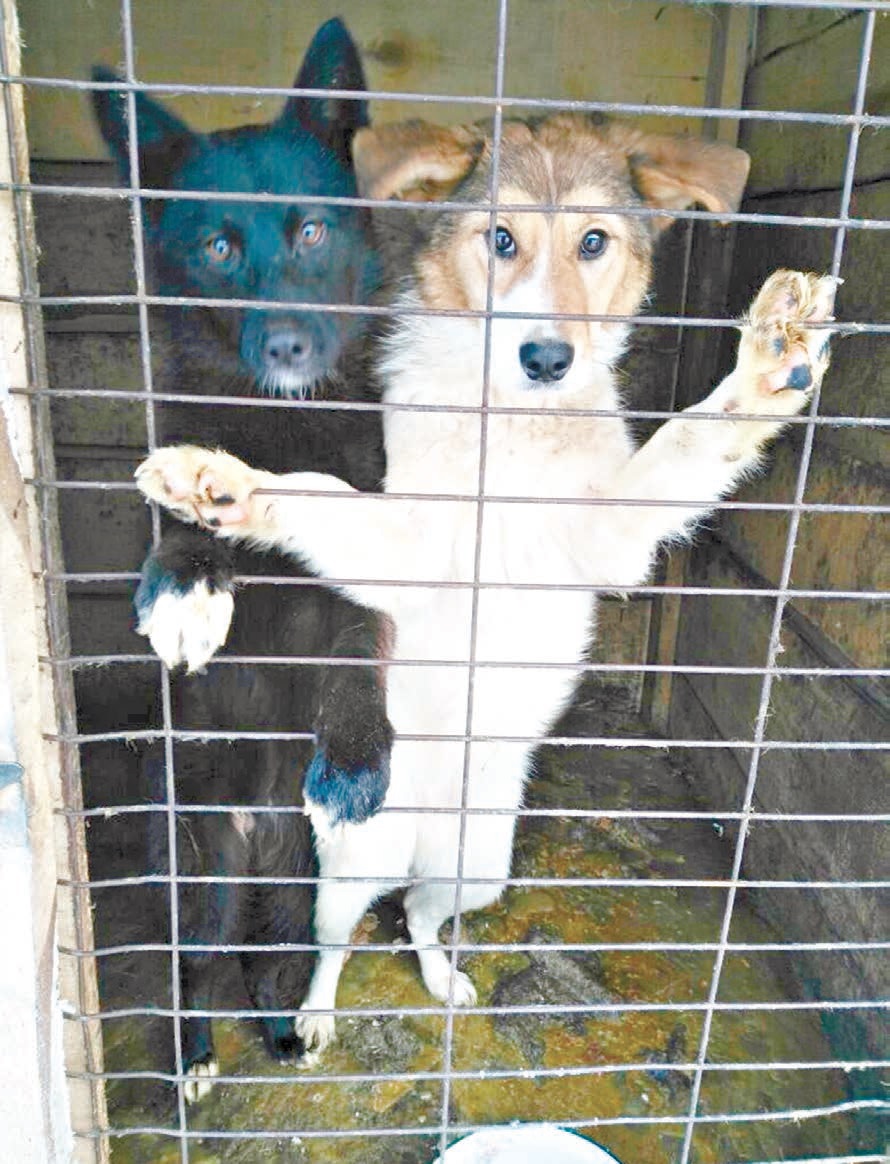 Новый Качканар Бездомные псы попадают в ад